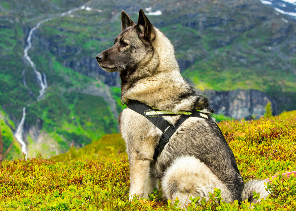 #22. Maltese Norwegian Grey Elkhound service dog seated in a green field.