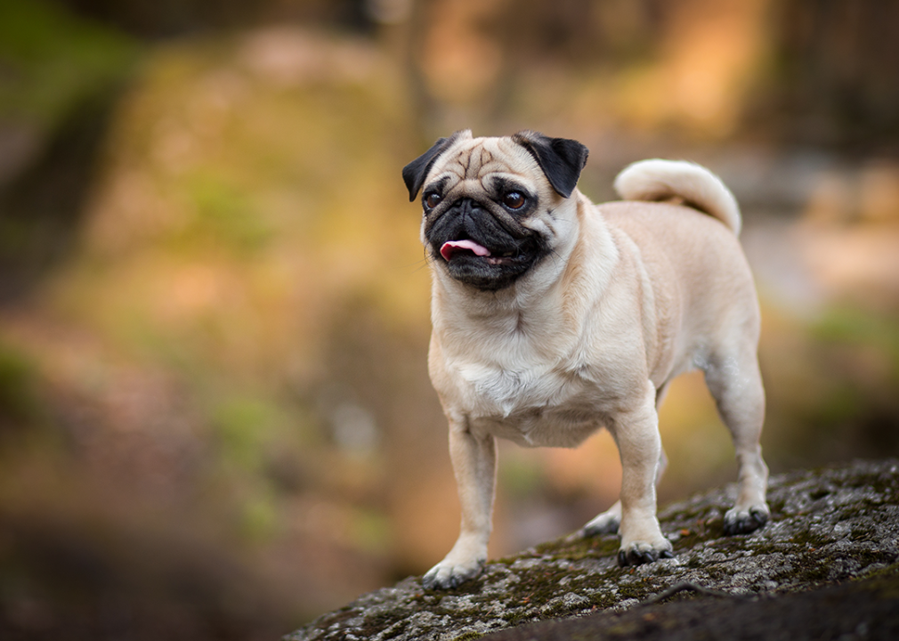 #9. Pug Pug dog portrait in forest.
