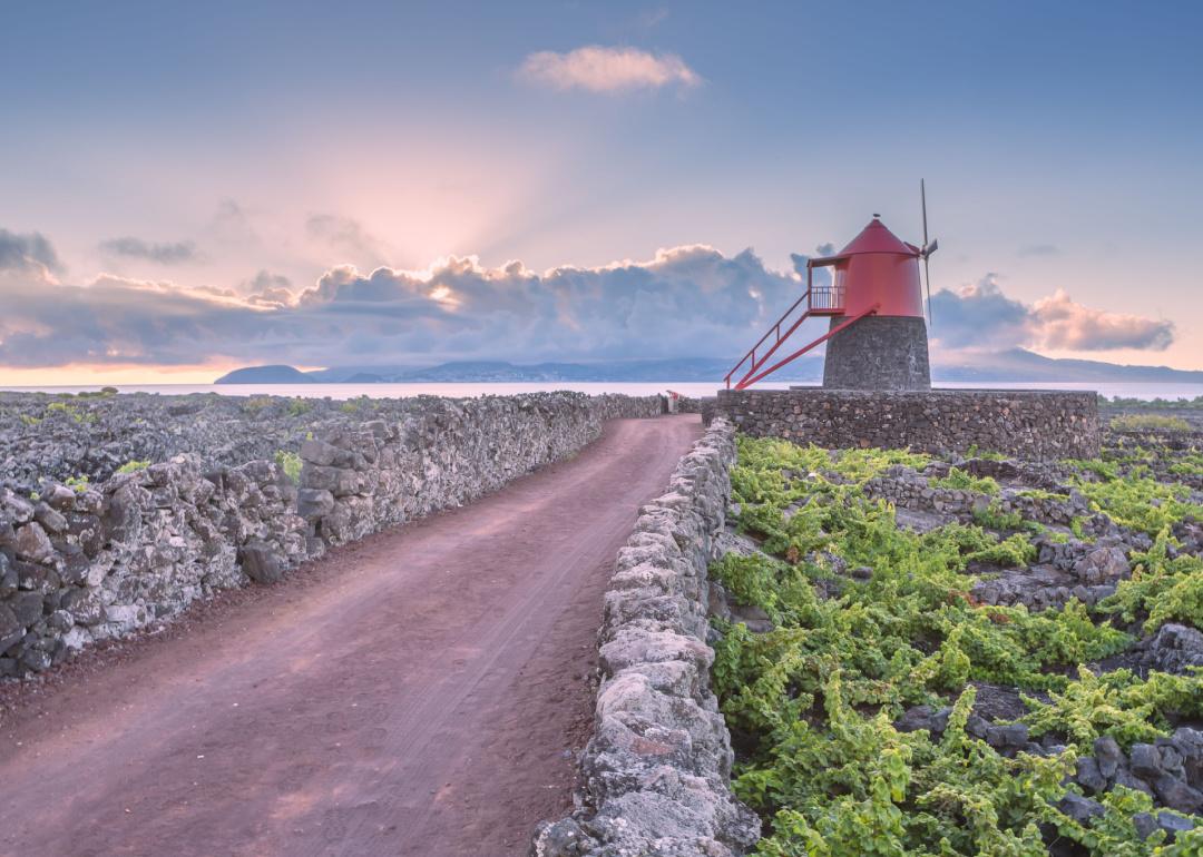 Road between lava walls in vineyard with red windmill