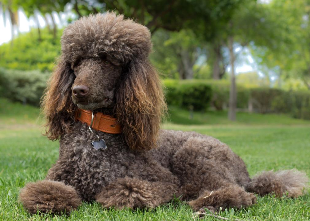 Brown Standard Poodle in grass