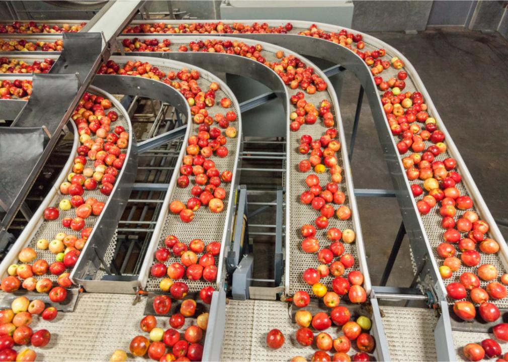 Apples on conveyor belt