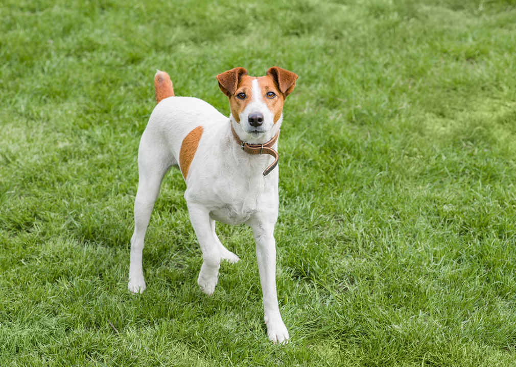 #23. Bullmastiff Smooth fox terrier standing in a grass.