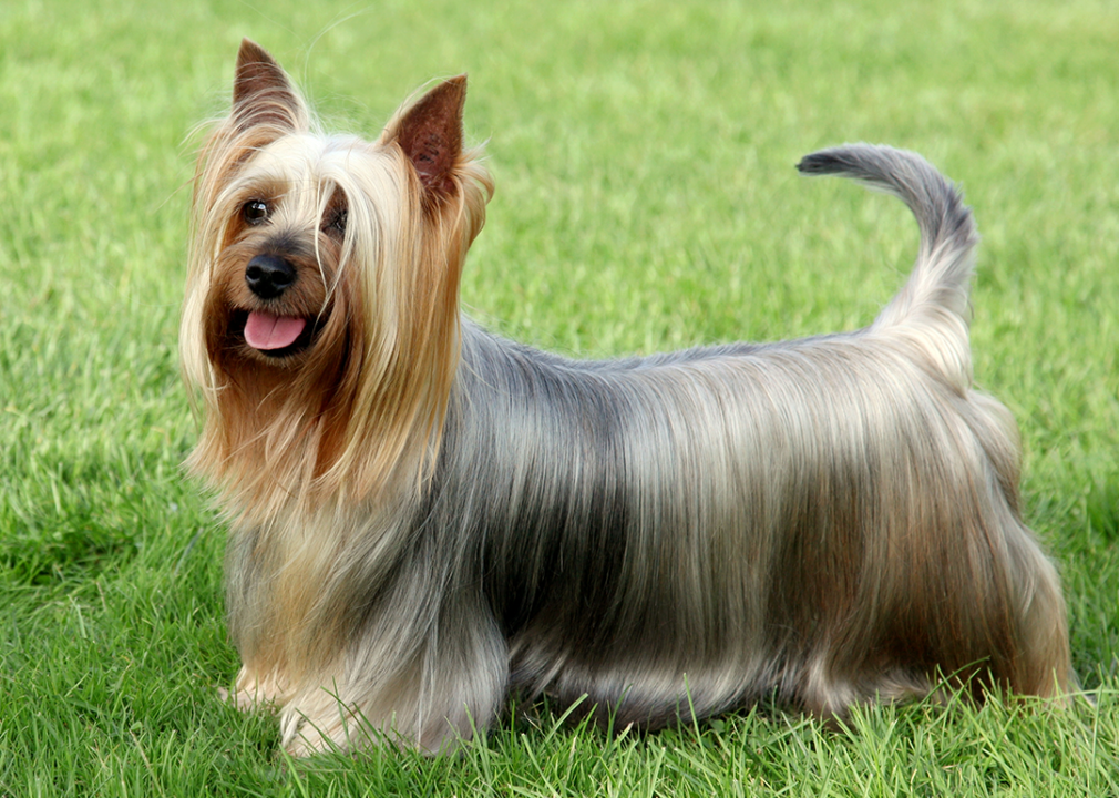 #7. Silky terriers Silky Terrier on the green grass.