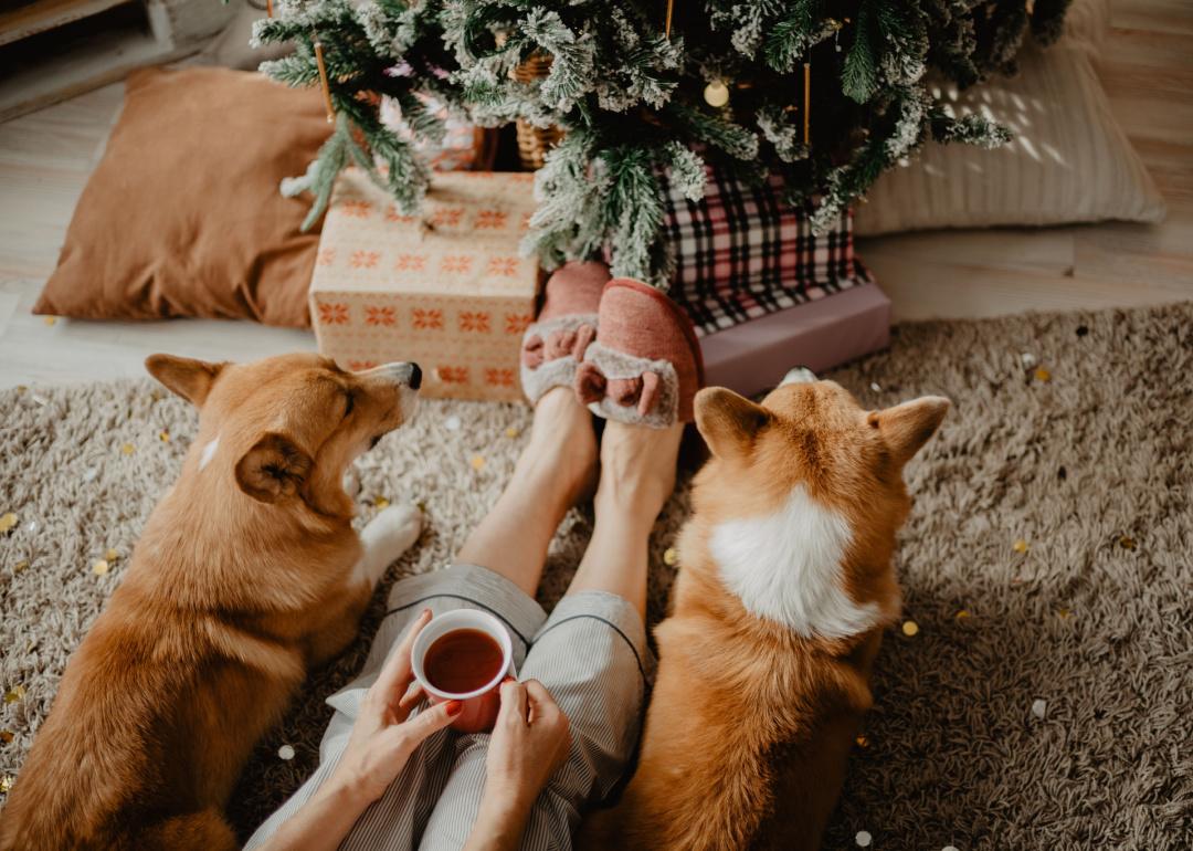 Woman holding tea by a Christmas tree with two dogs.
