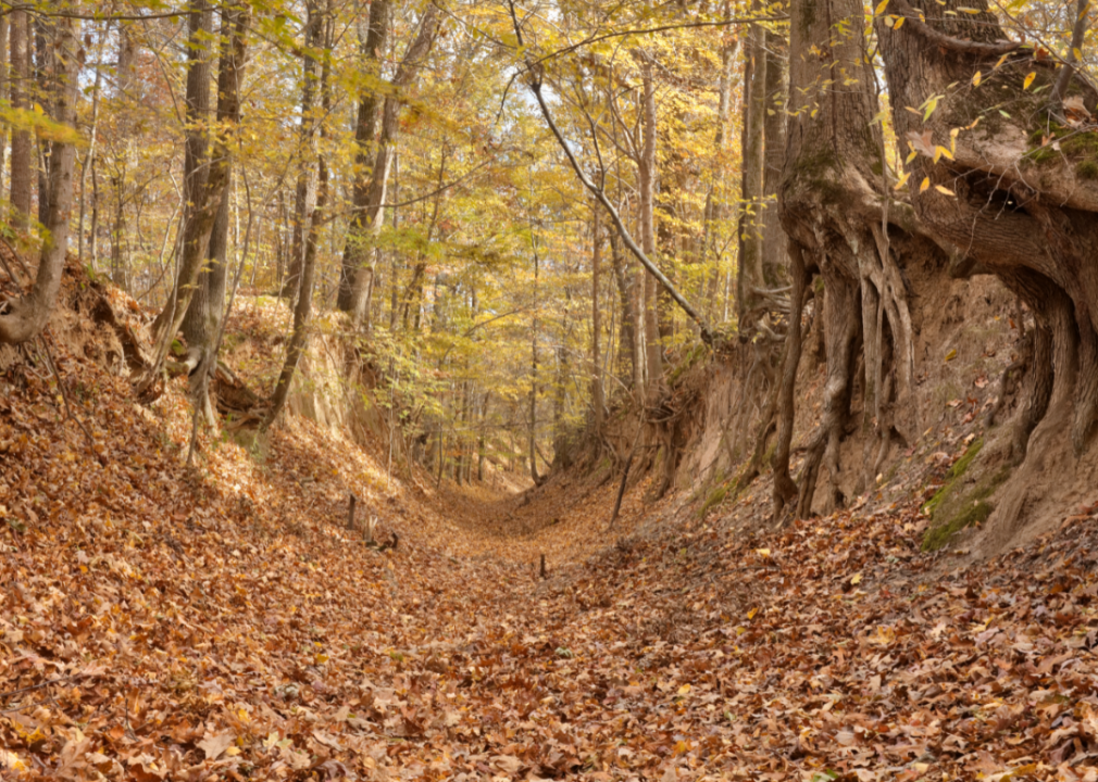 A leaf-covered trail runs through a thick autumnal forest.