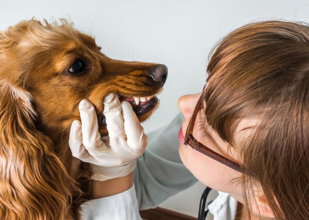 Veterinarian checking dog’s teeth