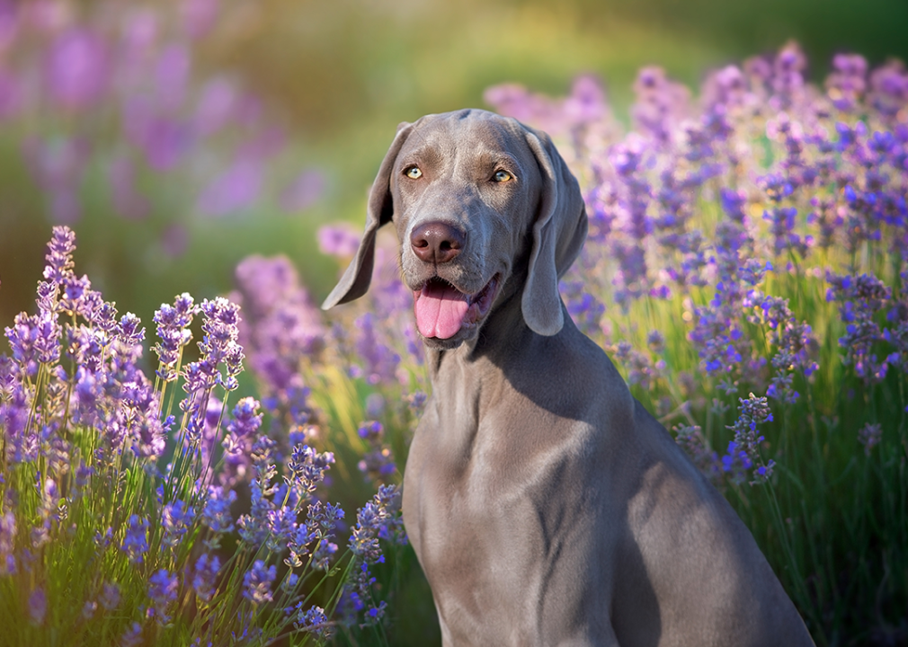 #10. Weimaraner Weimaraner close up portrait in summer lavander flowers.