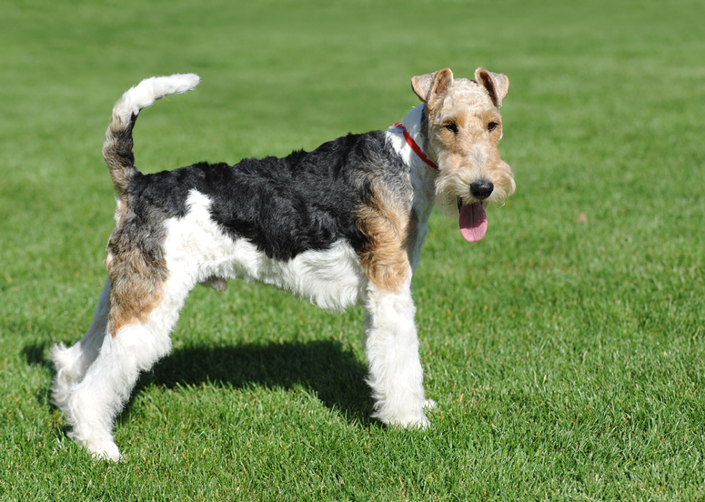 #14. Cairn terrier Wire Fox Terrier portrait in show pose on grass.
