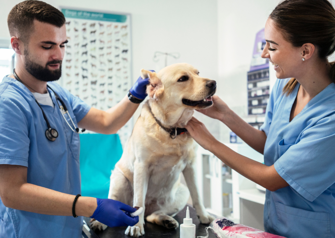 Two people holding dog in veterinary office