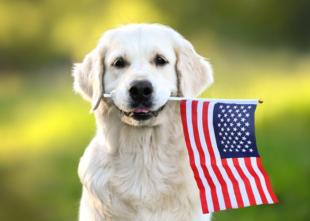 Golden Retriever holding American flag in mouth.