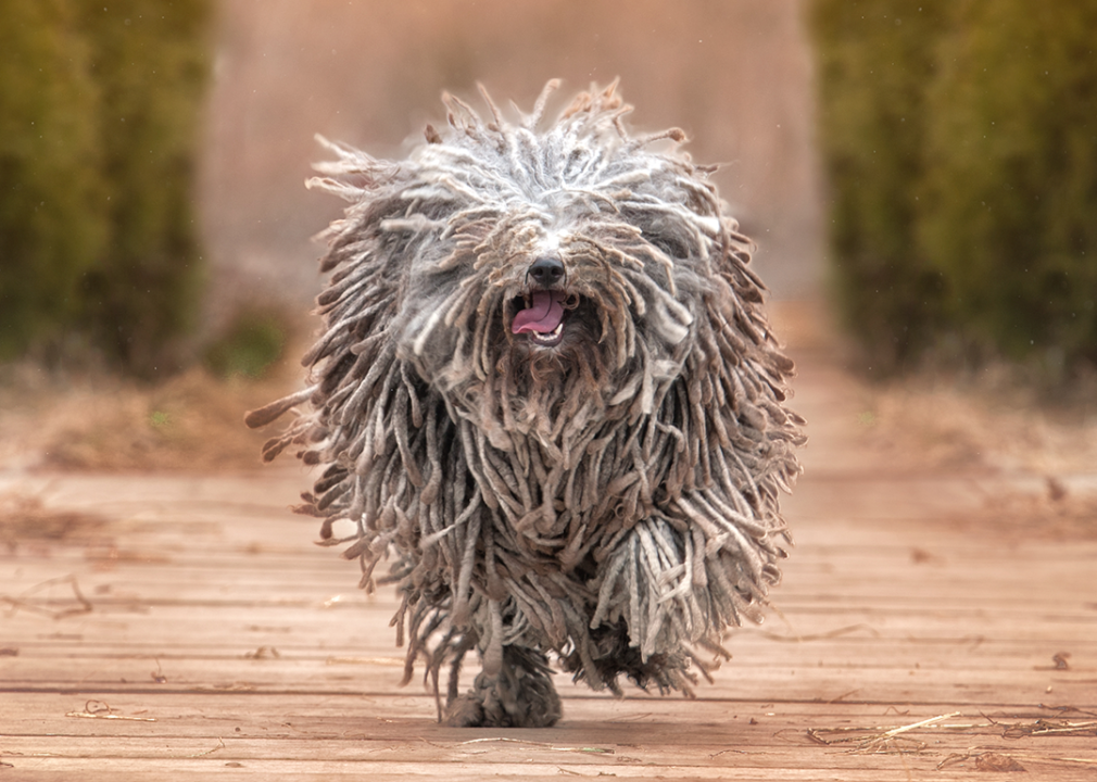 Puli running outdoors.