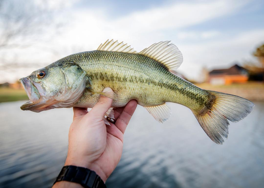 Record fish caught in Missouri