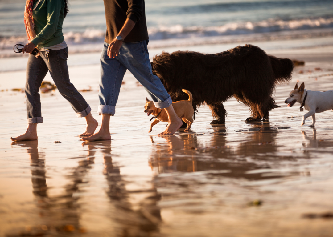 Couple walking dogs on Carmel Beach.