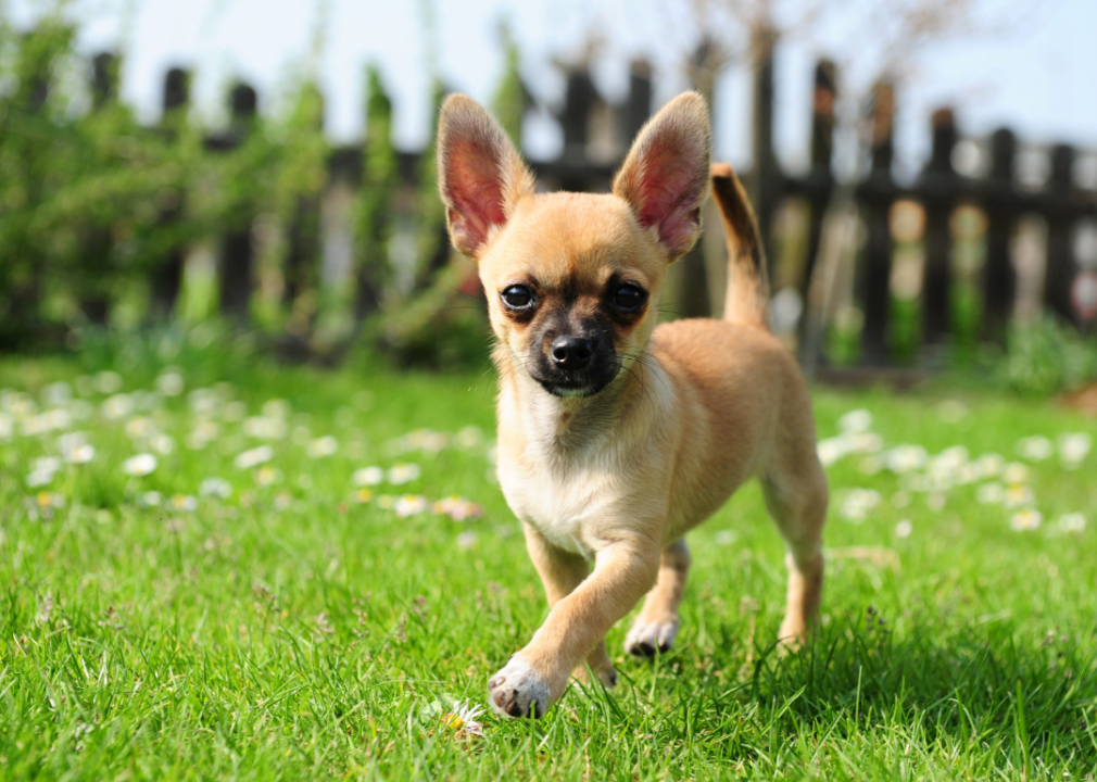 Chihuahua puppy walking in grass.