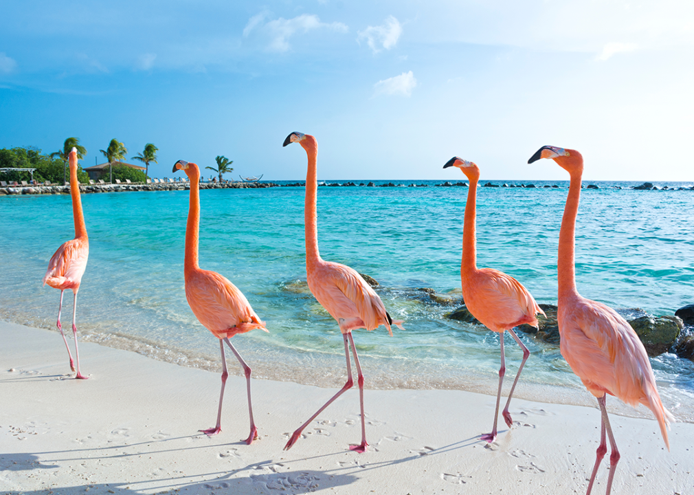 Flamingos walking on the beach.