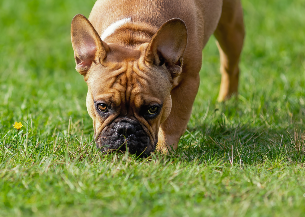 French bulldog eating summer grass.