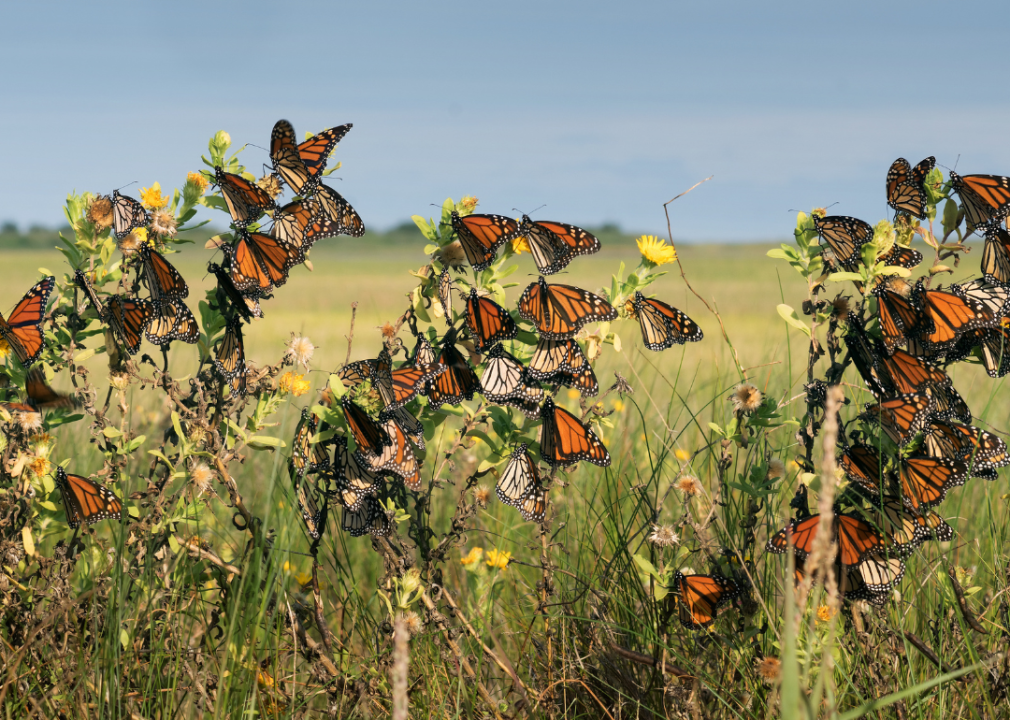 Monarch butterflies on migration path