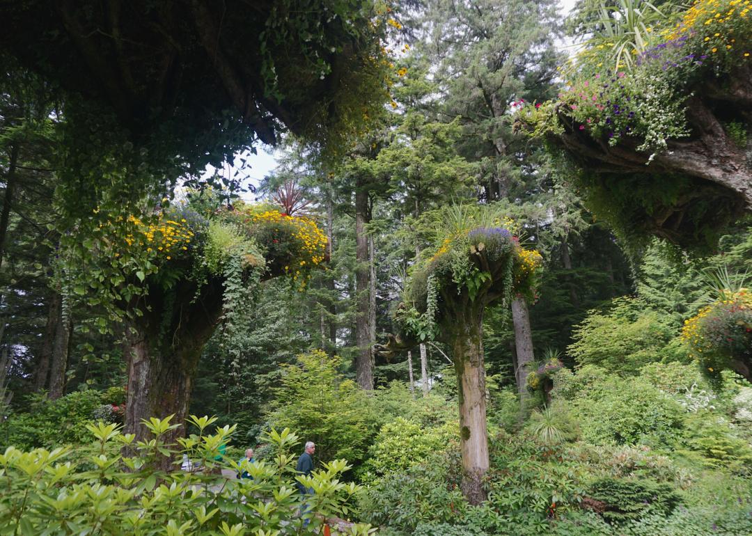 Upside-down tree trunks in Glacier Gardens.