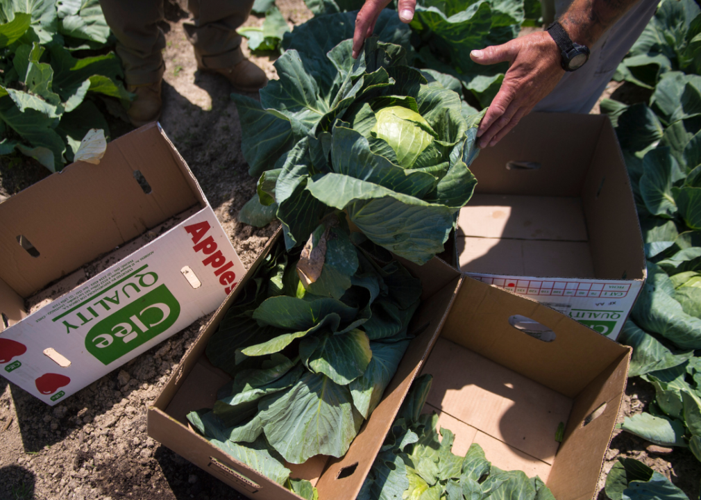 Inmates harvest and box up cabbage in garden