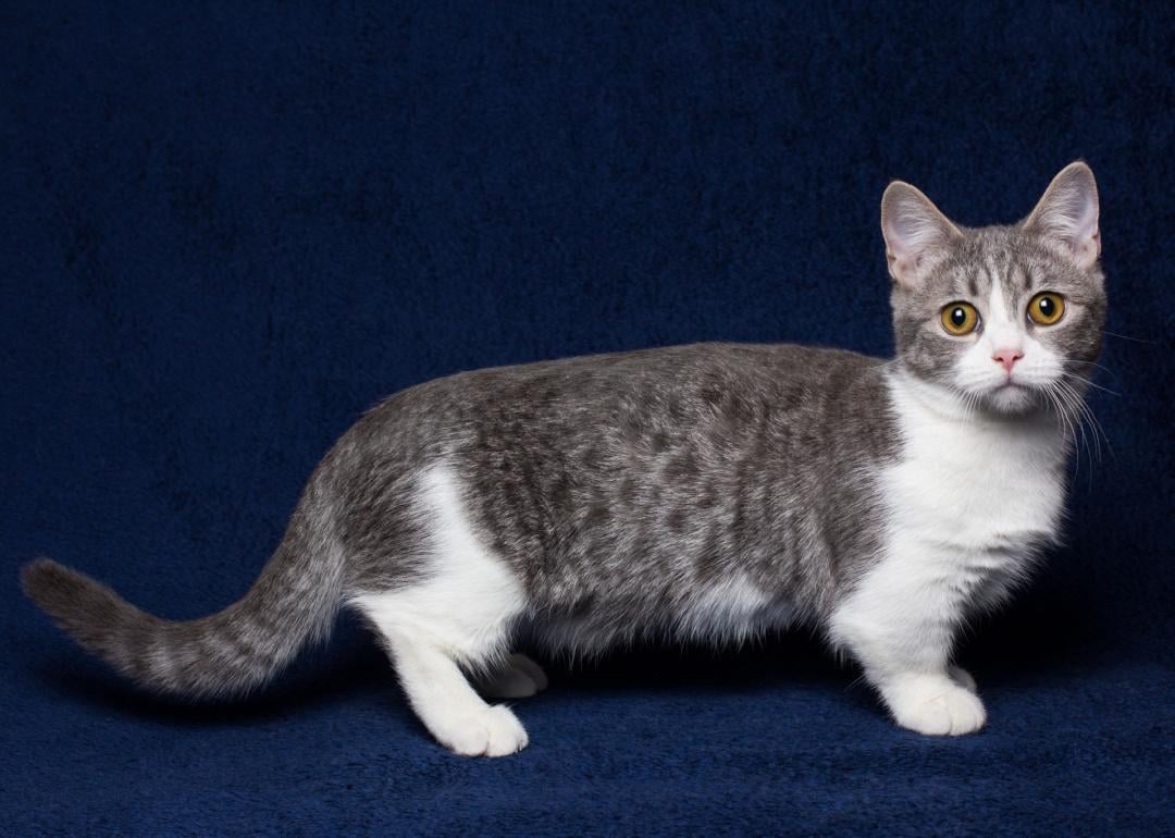 The 30 best cat breeds, ranked