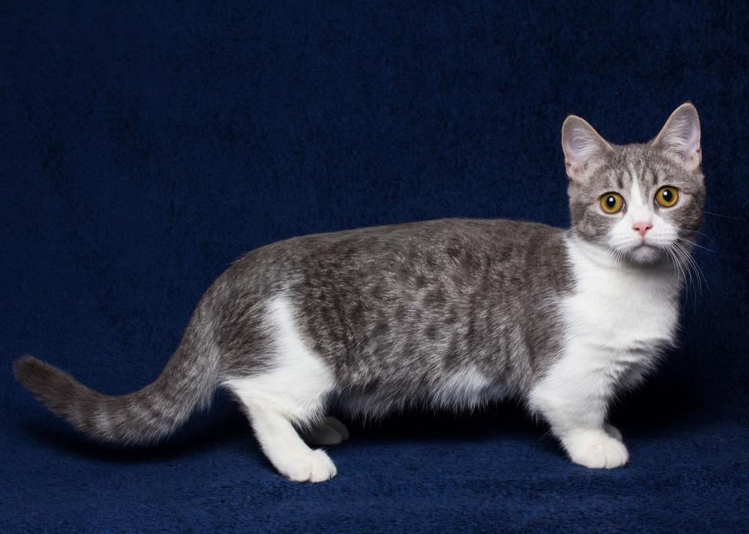 Grey and white munchkin cat standing on blue background