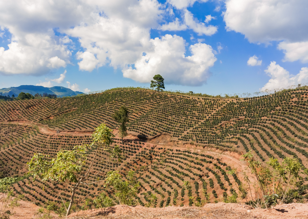 Coffee fields in the Highlands of Honduras.