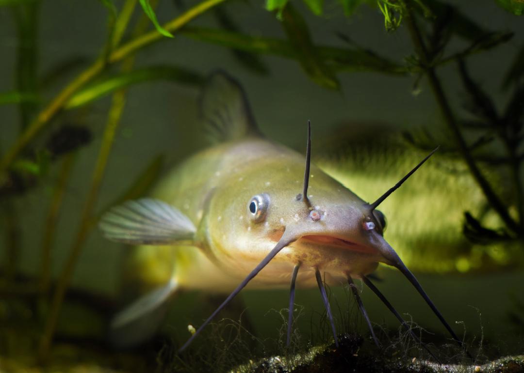 Closeup Channel catfish underwater