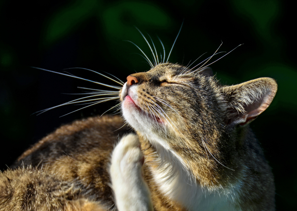 Cat scratching in sun