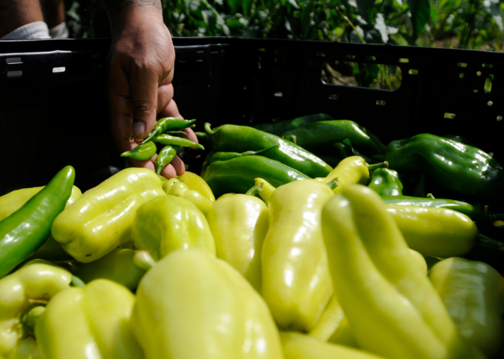 Peppers being picked at Berks County Jail