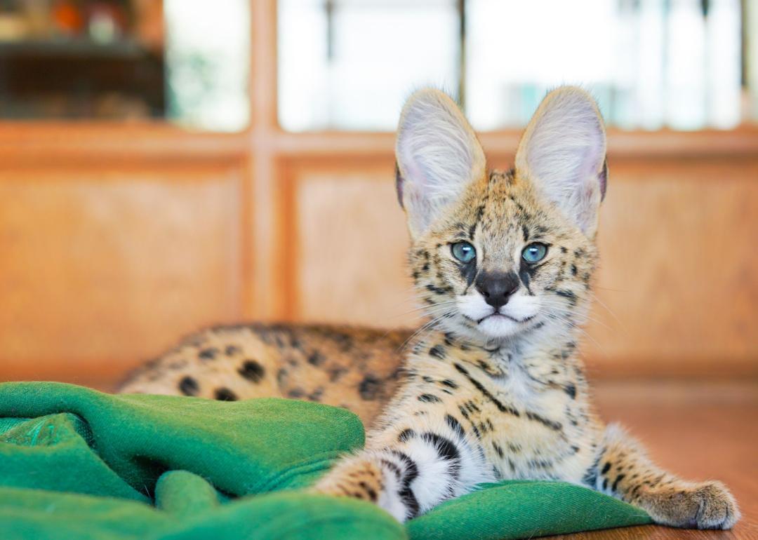 Serval cat on blanket