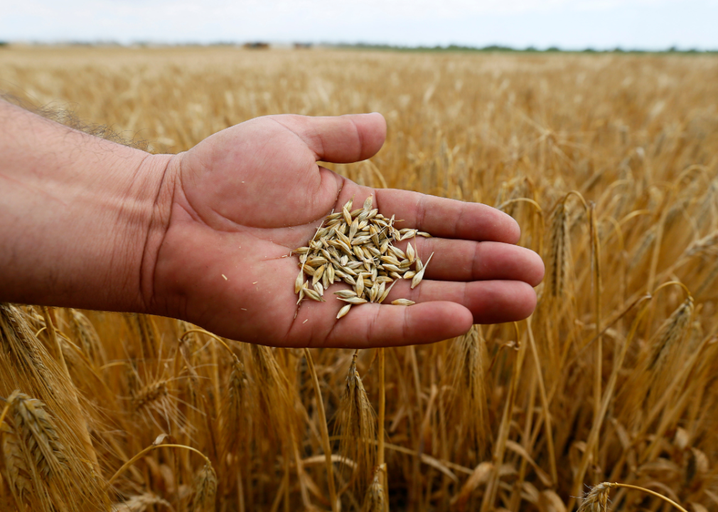Barley grain in hand