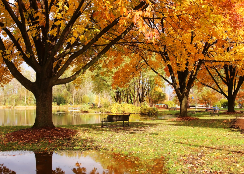 Large trees and park bench by lake in autumn