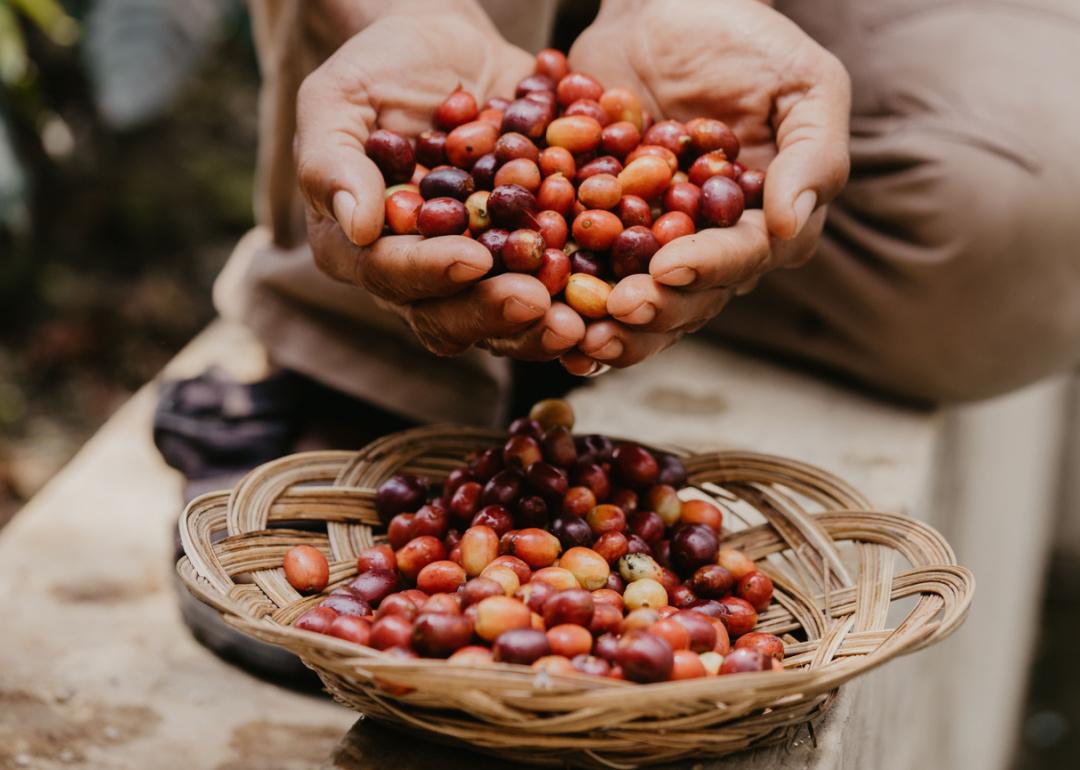 Hands holding coffee berries after harvest.