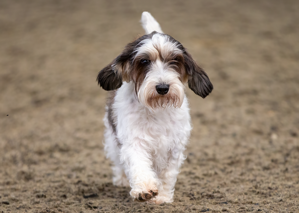 Petit Basset Griffon Vendéen puppy walking in dirt.