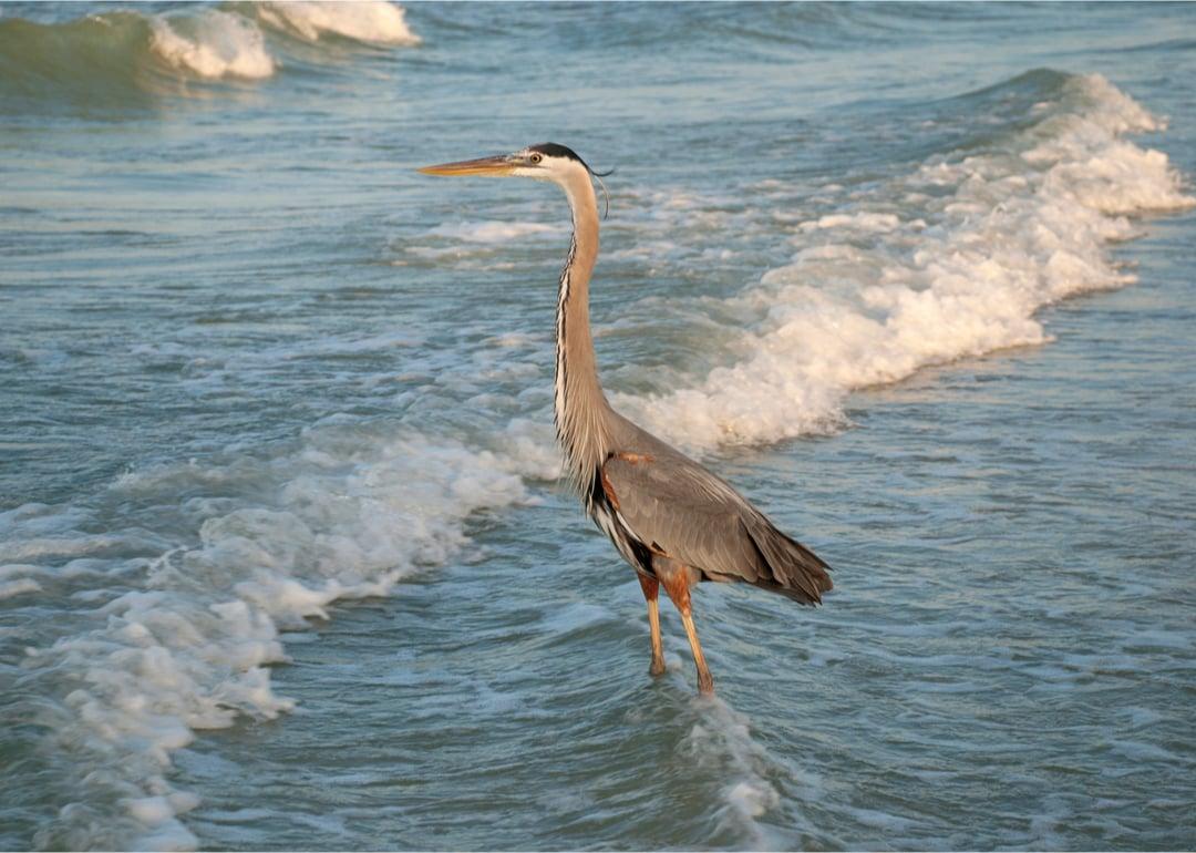 A stork enjoying the waves of a beach in Redington Shores, Florida.