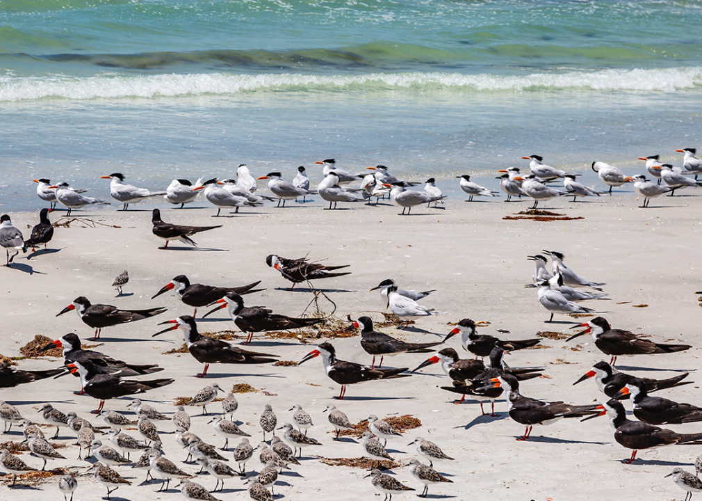 Sandpipers, Black Skimmers and Laughing Gulls on a sandy beach.