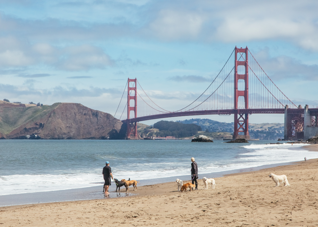 Dogs running on beach with Golden Gate Bridge in background.