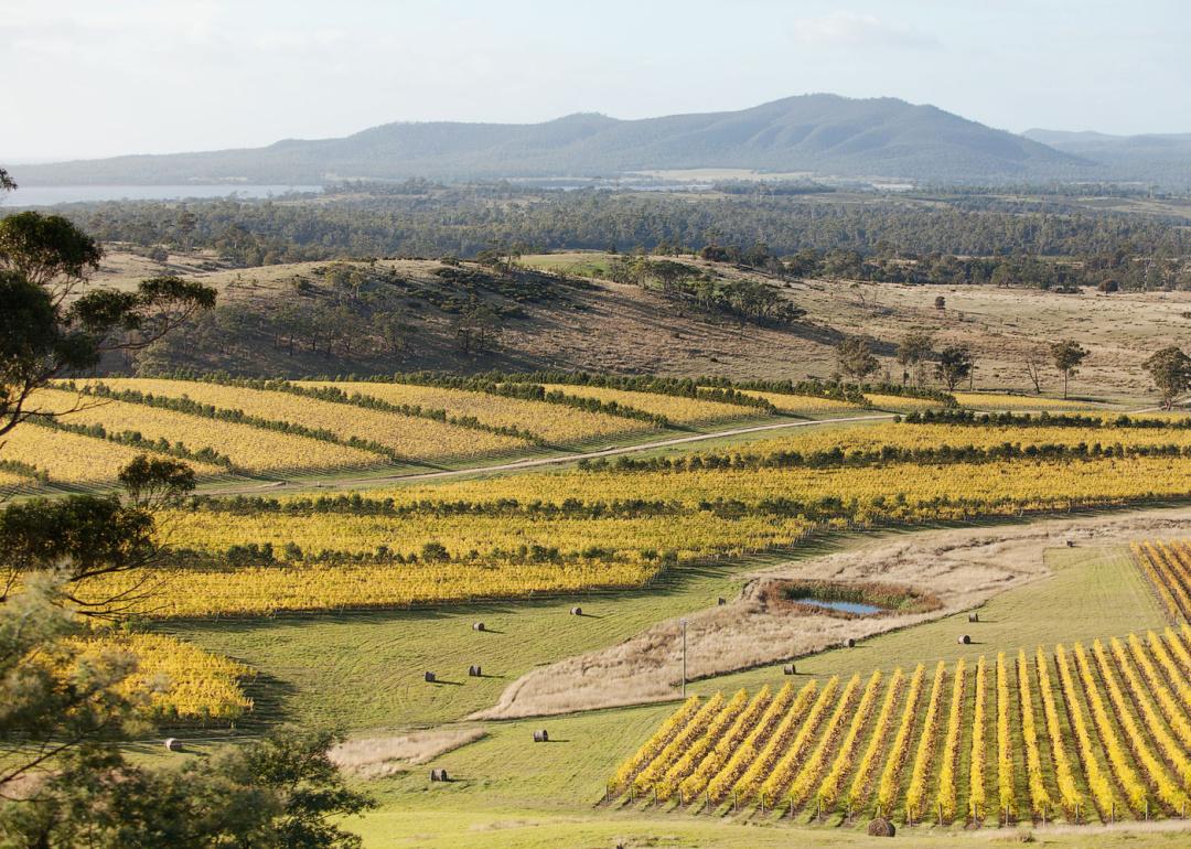 Oyster Bay Tasmania vineyards in autumn