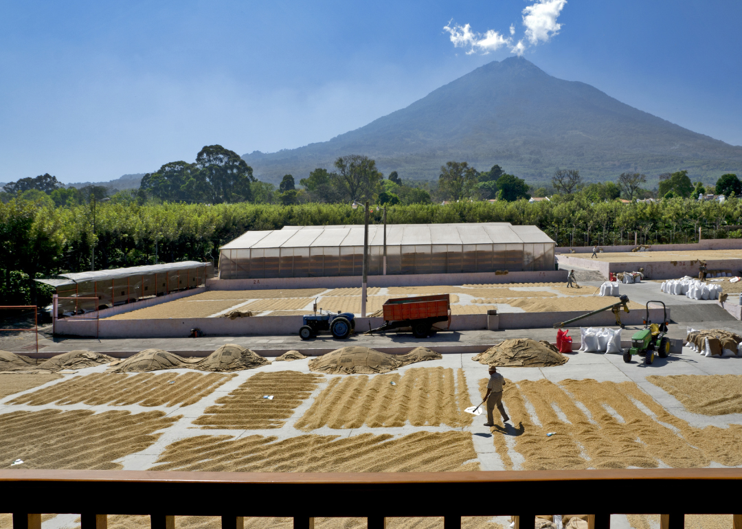 Coffee beans drying in the sun at plantation in Antigua.