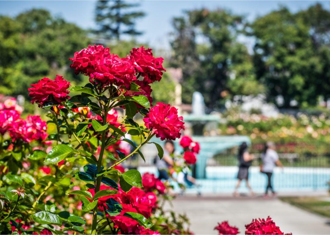 Flowers in park on sunny day.