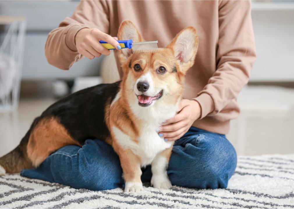 Owner brushes corgi dog