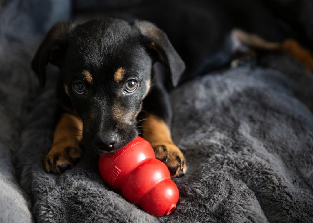 Puppy chewing red kong toy.