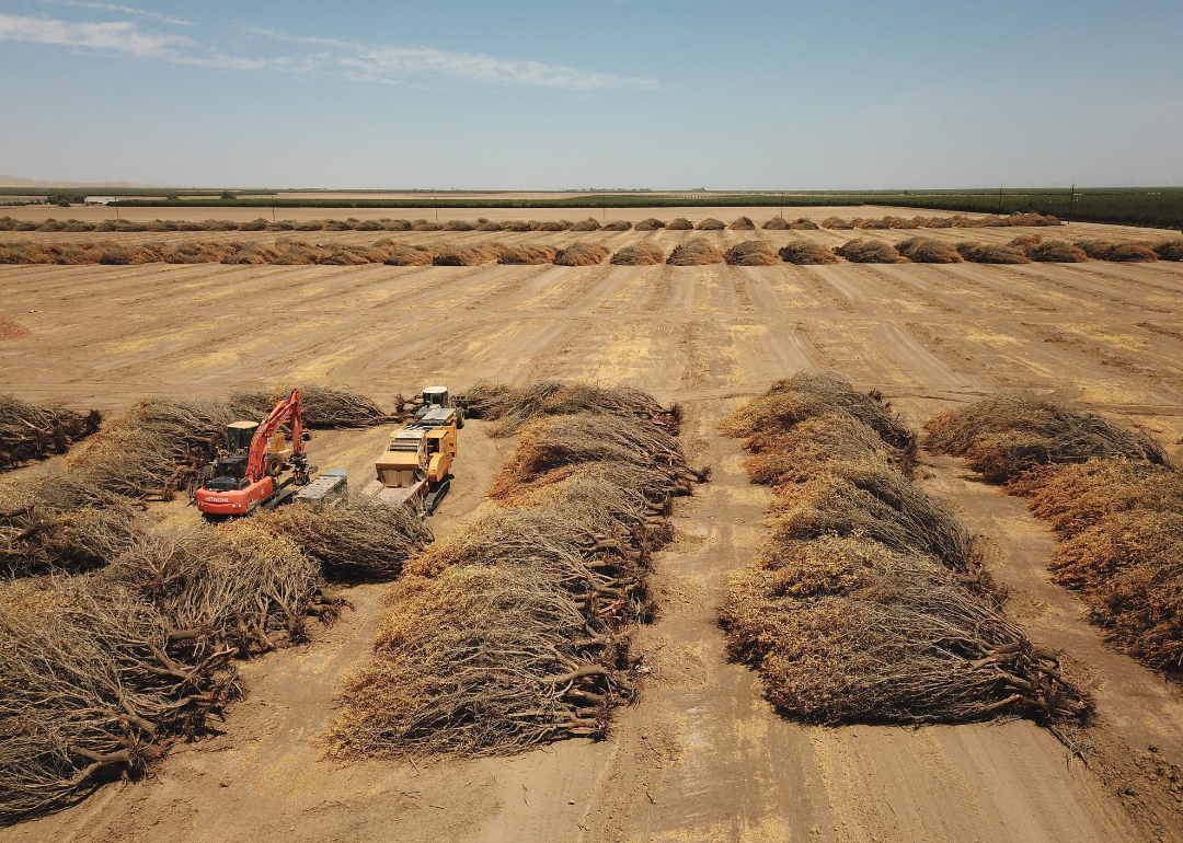 Dead almond trees lie in an open field