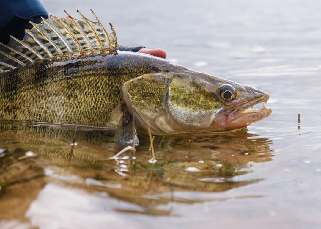 Record fish caught in Missouri