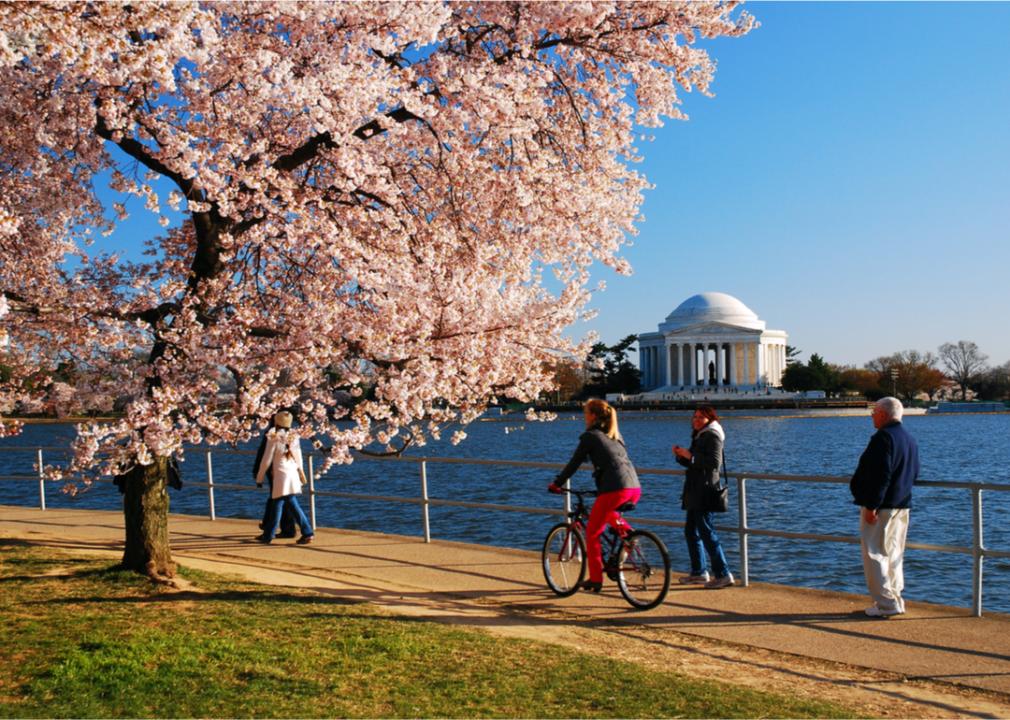 A photo of people walking and cycling alongside the cherry trees in D.C.