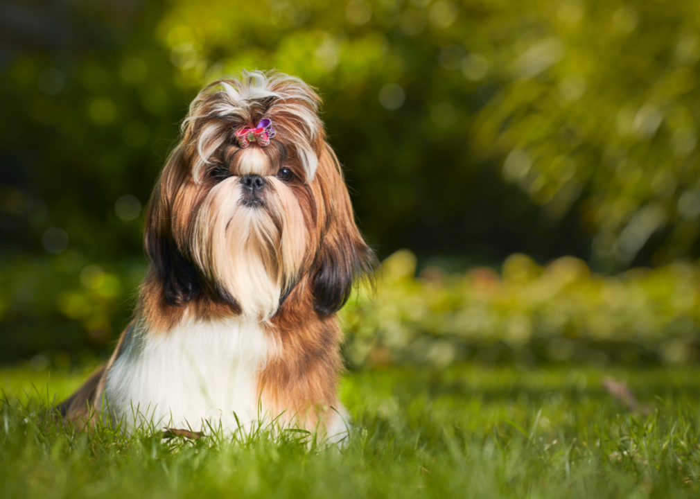 Shih tzu with hair in bow sitting in grass.