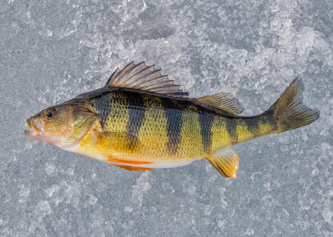 Fall Brings Yellow Perch Fishing Tradition and Walleye Derbies