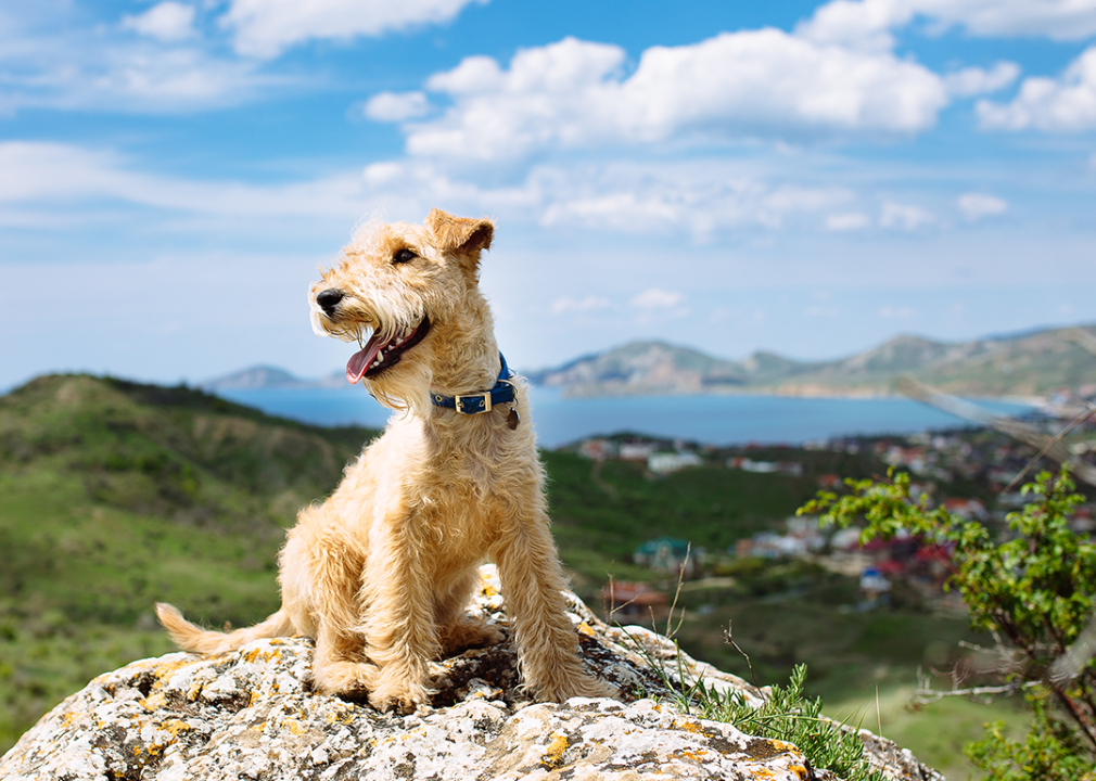 A Lakeland terrier dog sitting on a large rock on clear day.