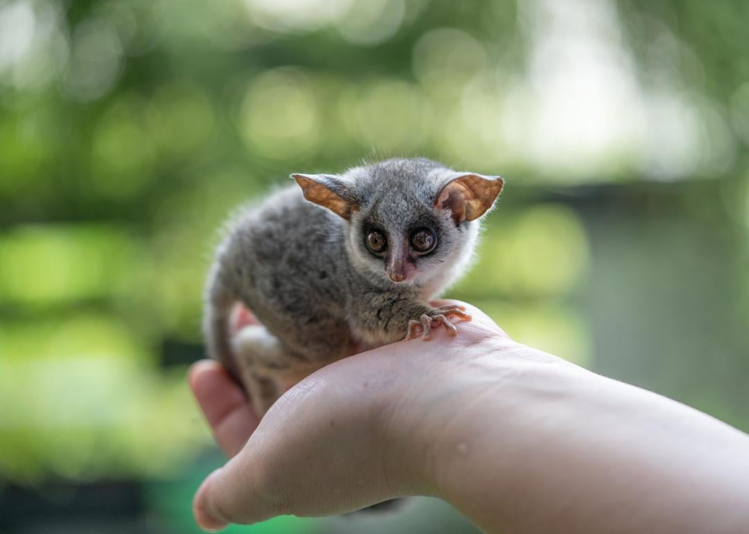 Bushbaby seated in human hand.