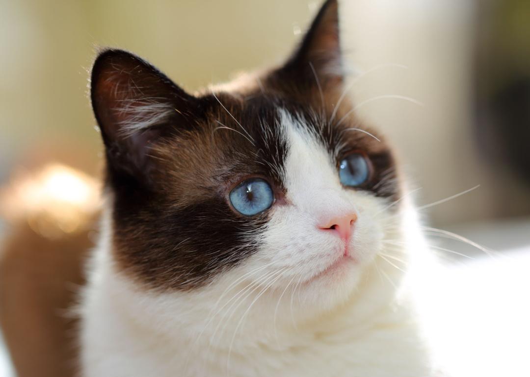 Portrait of Snowshoe cat